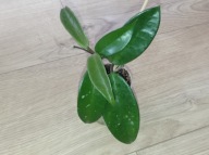 Hoya Hoja CARNOSA GREY GHOST (regres) ukorzeniona