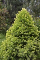 Świerk Rainbow's End C2 20-30 cm