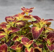 Koleusy Coleusy 10 sztuk, każdy inny PIĘKNE ROŚLINY