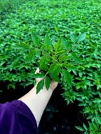 Pomidor Koktajlowy Żółty gruszka sadzonka rozsada p9