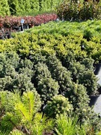 Świerk pospolity serbski srebrny Nidiformis Little