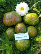 Pomidor Green Copia zielona pyszna piękność nasiona kolekcjonerskie