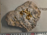 Skamieniały koralowiec osad z dna dawnego oceanu