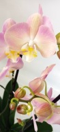 PHALENOPSIS storczyk 9 rainbow