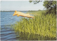 ŚWINIA PŁYWACZKA SKOK DO WODY 2003