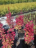 Berberys Golden Orange Rocket Tower Erecta Ring