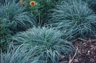 Turzyca sina 'Blue Zinger' Carex flacca