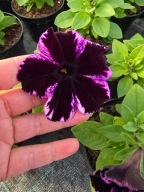 Surfinia Space Violet