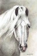Koń siwy - akwarela z passe - partout