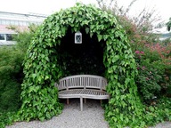 Bluszcz zadarniający na skarpy pod drzewa sadzonki 100 cm 50 sztuk odporny