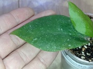 Hoya Hoja CAUDATA BIG GREEN LEAVES ukorzeniona