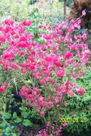 Trzmielina koralowiec czerwony duży 180cm szczepiona krzew gorejący inny