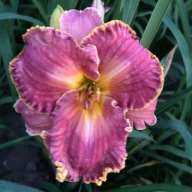 Liliowiec Light Yers Away