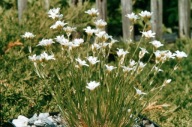 Piaskowiec - Arenaria lychnidea