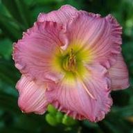 Liliowiec Absolute Treasure