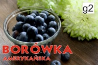 BANER SPRZEDAŻ BORÓWKI BORÓWKA 2x1 6