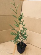 Tuja BRABANT 25 - 35 cm w doniczce P9 dobrze ukorzeniony krzew