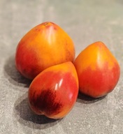 Pomidor Pineapple Sergeant (503) nasiona kolekcjonerskie