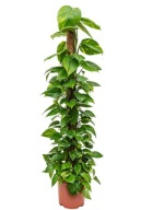 Epipremnum pinnatum 'Aureum' na paliku SADZONKA 70 cm