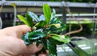 Bucephalandra sp. Ciprys -kolekcja od fibell