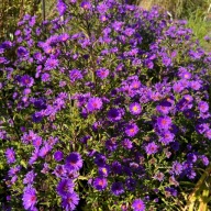 Aster nowobelgijski 'Believer Purple' (Aster novi-belgii) Duża sadzonka P13