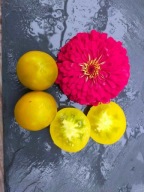 Pomidor Esmeralda Golosina szmaragdowa nasiona kolekcjonerskie