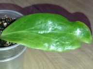 Hoya Hoja ILAGIORUM YELLOW ukorzeniona