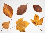 Zielnik 10 liści Drzewa i Krzewy Jesień Jesienne