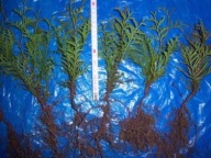 Tuja Brabant (50szt. 1,10zł/szt.) sadzonki 18-30cm