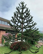 PROMOCJA Araukaria Araucana Chilijska Małpie drzewo 0,8L - ROZWIDLONA!!!