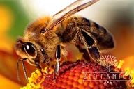 Pszczoła murarka ogrodowa - kokony 200 szt.+ 10% gratis + instrukcja