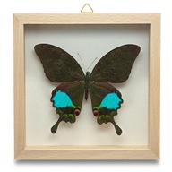 Motyl w gablotce Papilio Karna 1