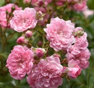 RÓŻA OKRYWOWA PINK FAIRY RÓŻOWA