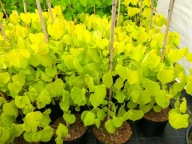 JUDASZOWIEC KANADYJSKI "HEARTS OF GOLD" Cercis sadzonka