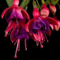 Fuksja ZIMOTRWAŁA Fuchsia TOM THUMB