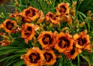 Liliowiec MADELINE NETLESS EYES - pomarańnczowo brązowa mniejszy kwiat