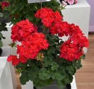 Pelargonia zonale Moonlight LUCKY