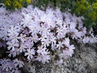 Floks 'Joanis Blood' - Phlox 'Joanis Blood'