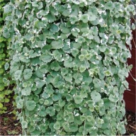 Bluszczyk kurdybanek, roślina ozdobna i lecznicza