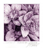 "Orchidee II" akwaforta, akwatinta, 10x10/20x20 cm