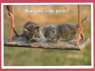 Kot kotek koty rasa harce kot w życiu człowieka pocztówka