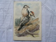 DZIĘCIOŁ MAŁY PTAKI PRAWNIE CHRONIONE .. ,,, ...