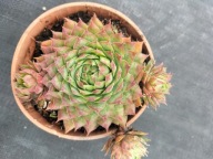 Rojnik 33 krępe jasnozielone rozety z różowym brzegiem