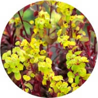 Wilczomlecz bordowy Ruby Glow 1,5L