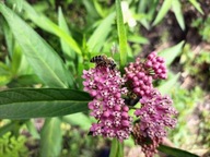 TROJEŚĆ KRWISTA roślina miododajna (10szt)