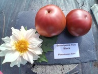 Pomidor Brandywine True Black pyszna piękność nasiona kolekcjonerskie