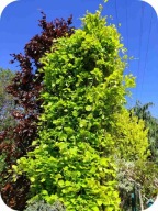 Buk pospolity DAWYCK GOLD kolumnowy 80-90 cm