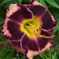 Liliowiec Rock Solid