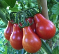 Sadzonka Pomidora odmiana Red Pear