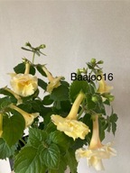 Achimenes Golden Bells - kłącze